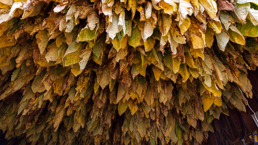 Does Fronto Leaf Expire?