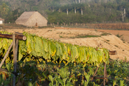 How to Rehydrate Whole Leaf Fronto Tobacco