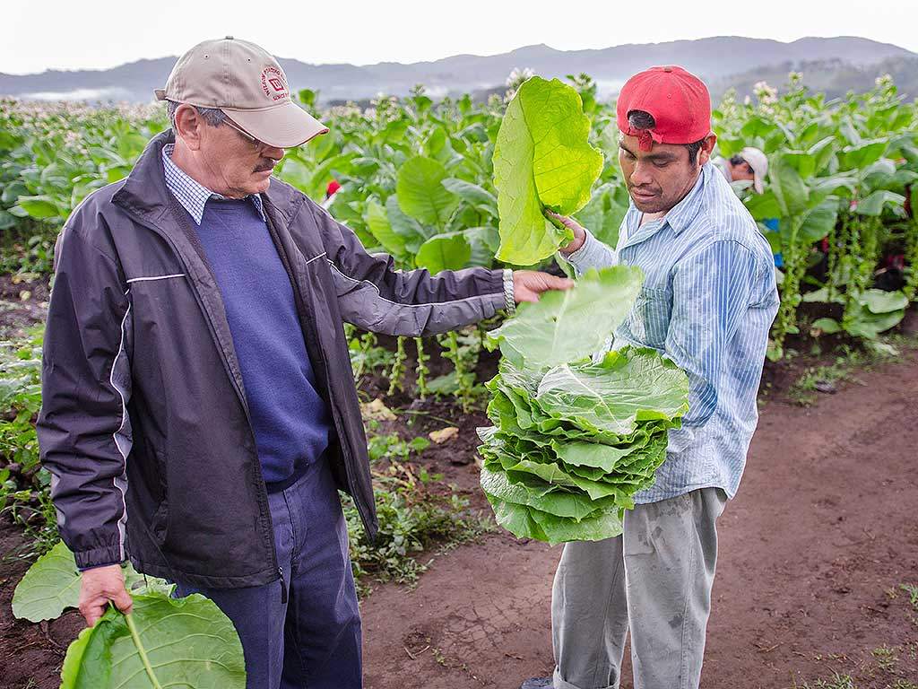 Farmers on a tobacco farm, inspecting the tobacco leaves for processing and quality control.