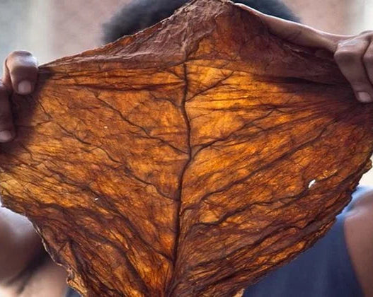 Man holding up a Fronto Grabba Tobacco Leaf, fully spread out to display the entire large dark undamaged Fronto Grabba Tobacco leaf.