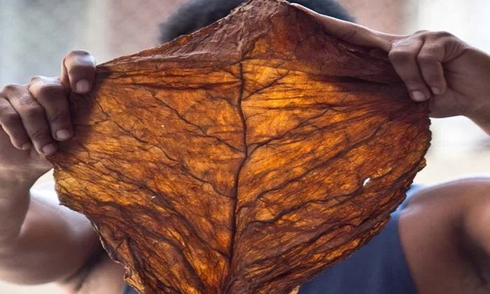 Man holding up a Fronto Grabba Tobacco Leaf, fully spread out to display the entire large dark undamaged Fronto Grabba Tobacco leaf.